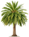 Dates Palms